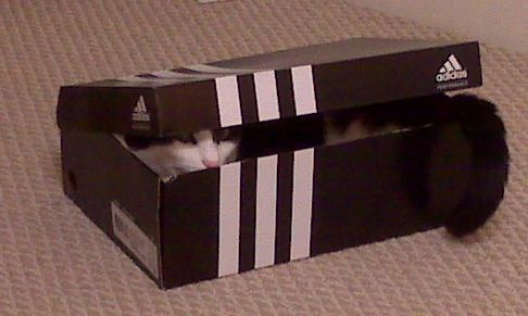 Picture of a cat / kitten / feline