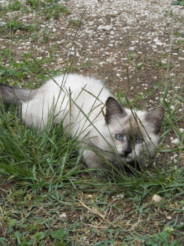 Picture of a cat / kitten / feline