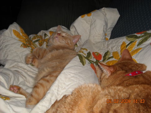 Picture of a cat / kitten / feline