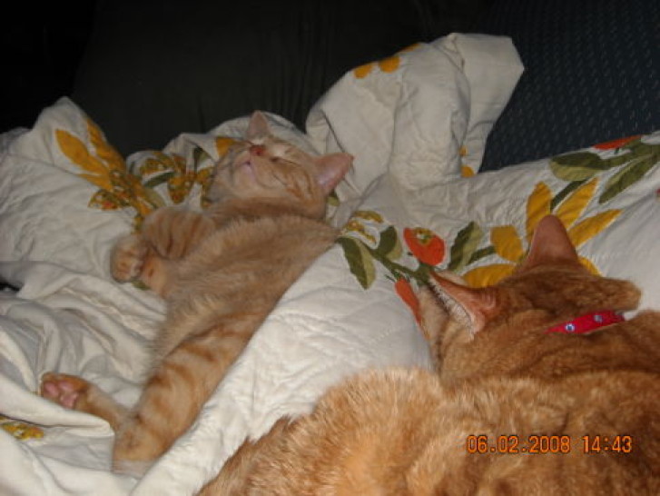 Picture of a cat / kitten / feline