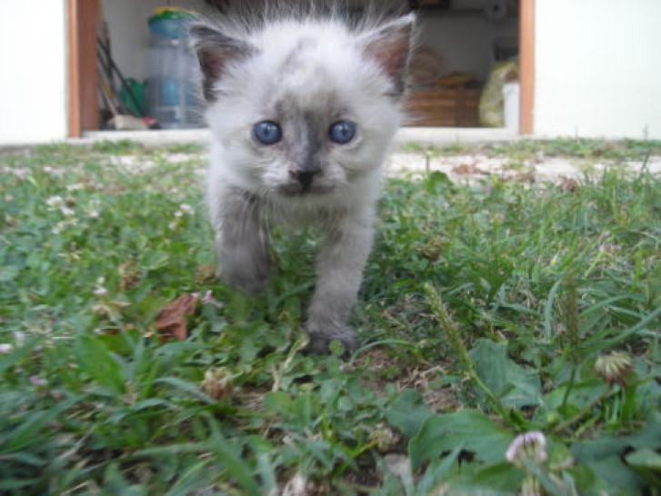 Picture of a cat / kitten / feline