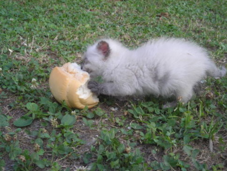 Picture of a cat / kitten / feline