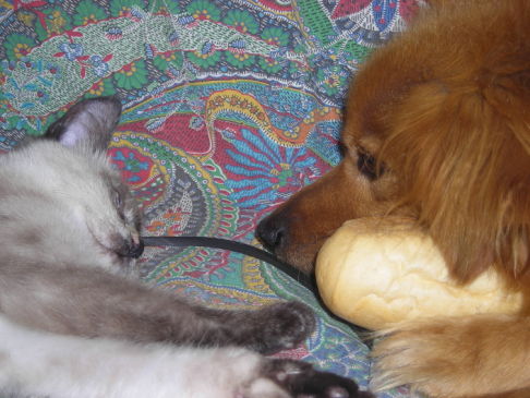 Picture of a cat / kitten / feline