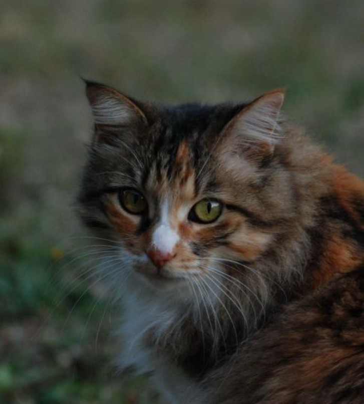 Picture of a cat / kitten / feline