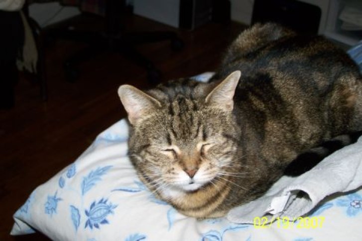 Picture of a cat / kitten / feline