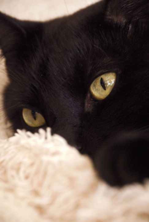 Picture of a cat / kitten / feline