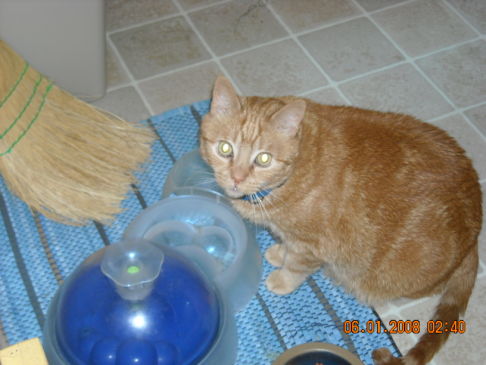 Picture of a cat / kitten / feline