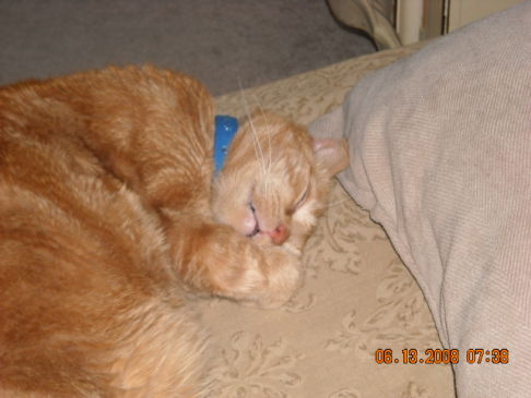 Picture of a cat / kitten / feline