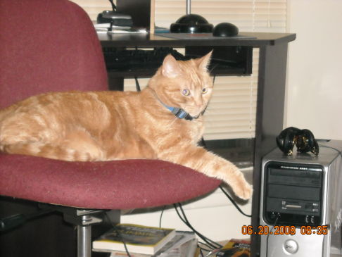 Picture of a cat / kitten / feline