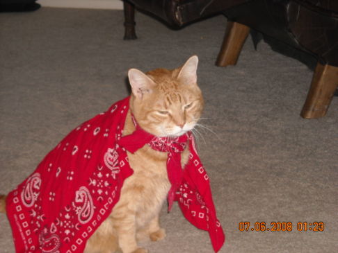 Picture of a cat / kitten / feline