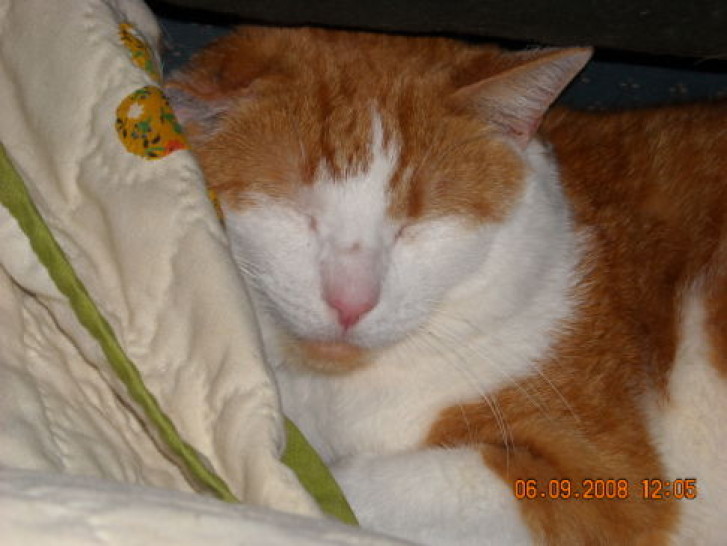 Picture of a cat / kitten / feline