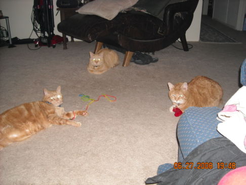 Picture of a cat / kitten / feline