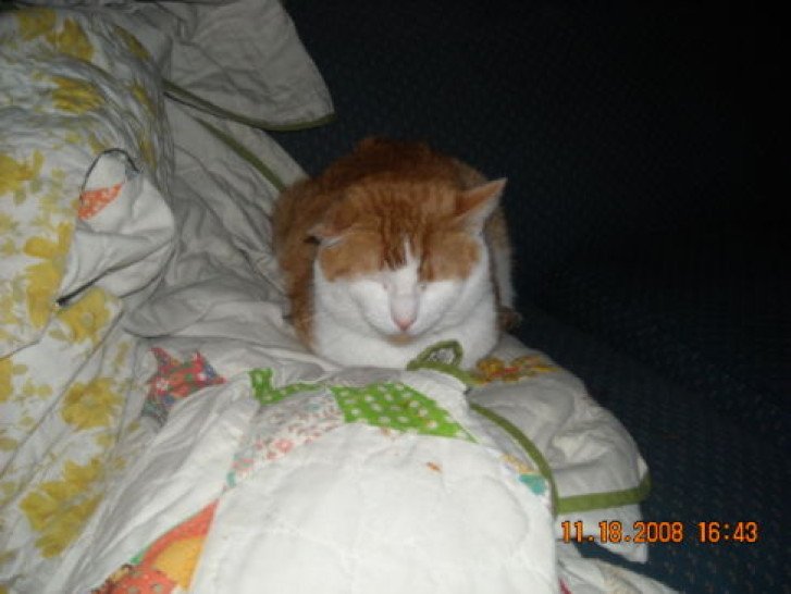 Picture of a cat / kitten / feline