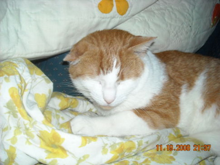 Picture of a cat / kitten / feline