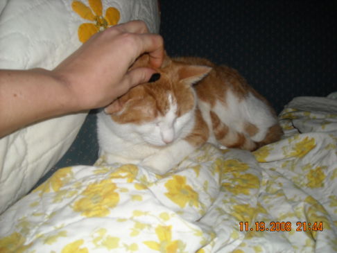 Picture of a cat / kitten / feline