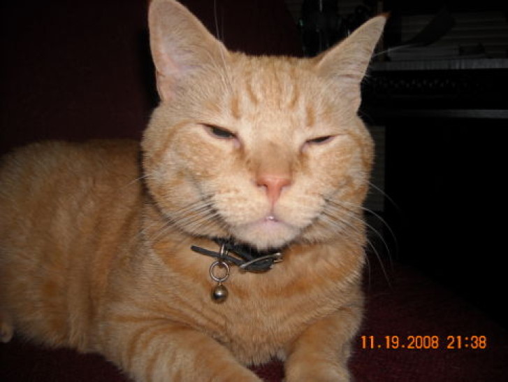 Picture of a cat / kitten / feline