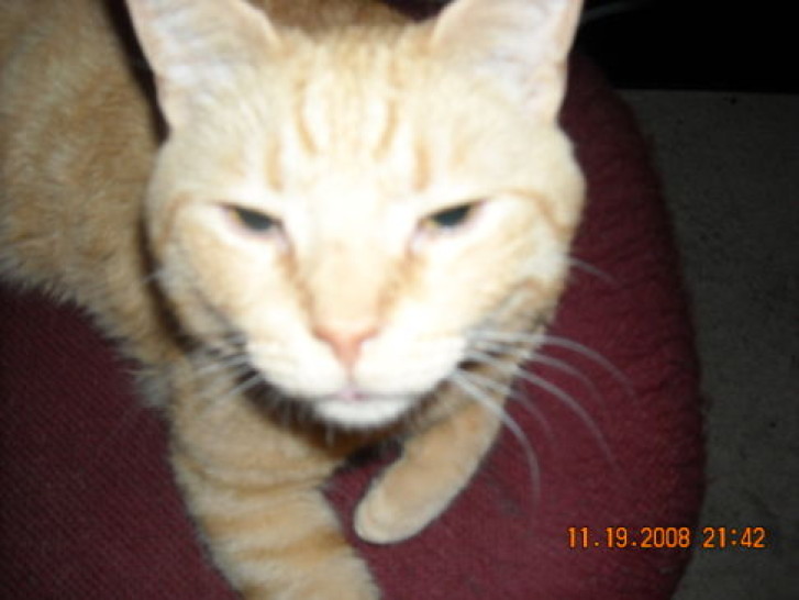 Picture of a cat / kitten / feline