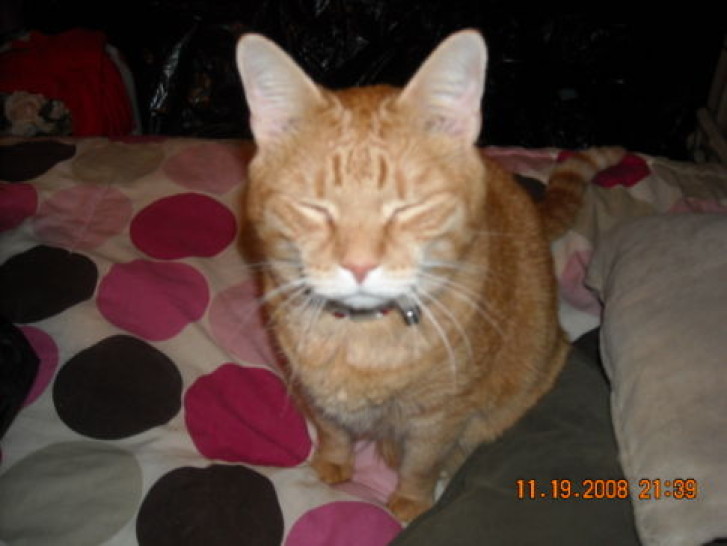 Picture of a cat / kitten / feline