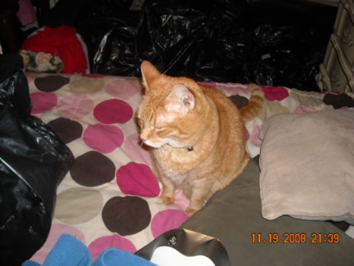 Picture of a cat / kitten / feline