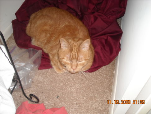 Picture of a cat / kitten / feline