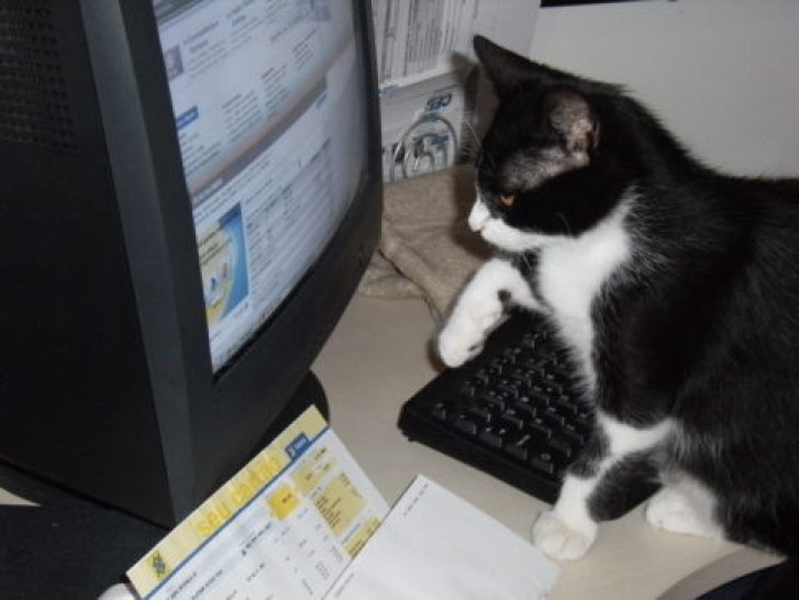 Picture of a cat / kitten / feline