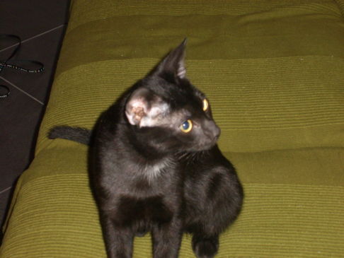 Picture of a cat / kitten / feline