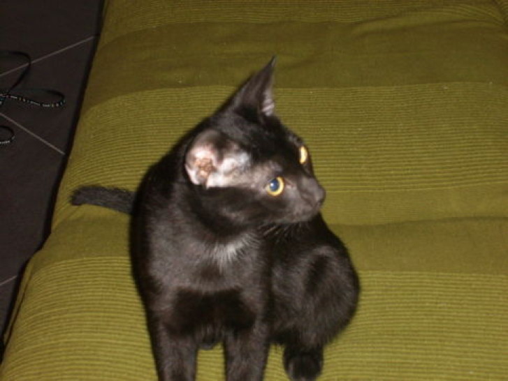 Picture of a cat / kitten / feline