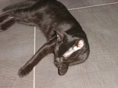 Picture of a cat / kitten / feline