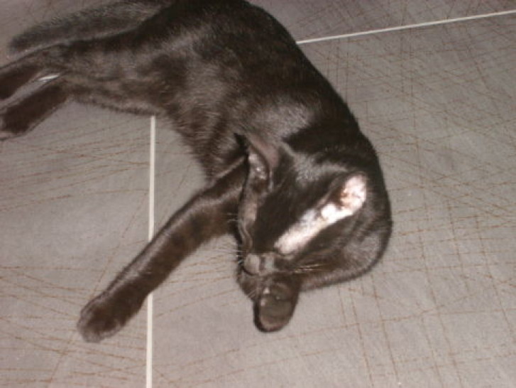 Picture of a cat / kitten / feline