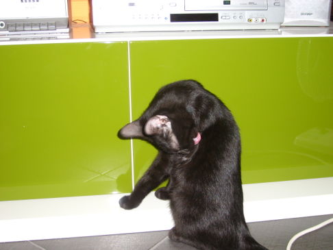 Picture of a cat / kitten / feline