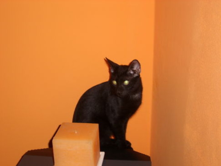 Picture of a cat / kitten / feline