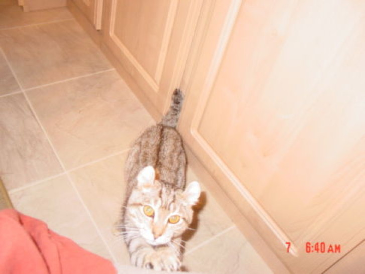 Picture of a cat / kitten / feline