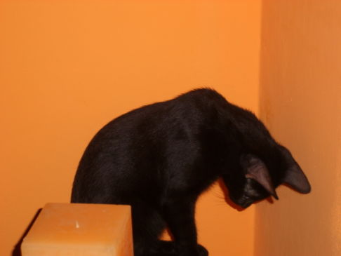 Picture of a cat / kitten / feline