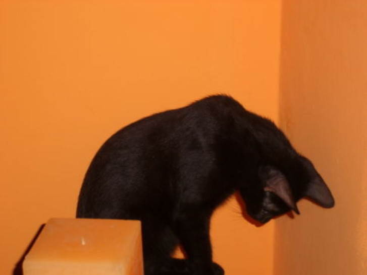 Picture of a cat / kitten / feline