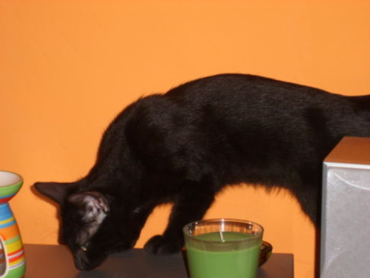 Picture of a cat / kitten / feline