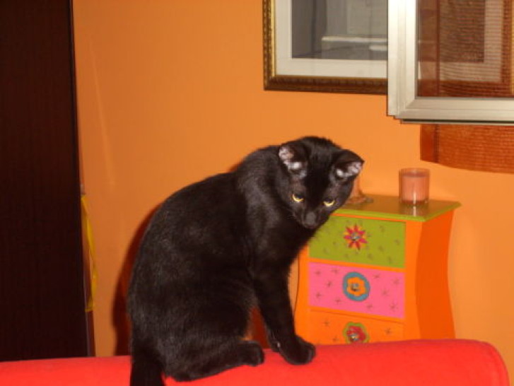 Picture of a cat / kitten / feline