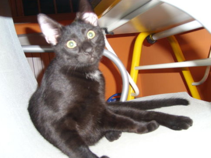 Picture of a cat / kitten / feline