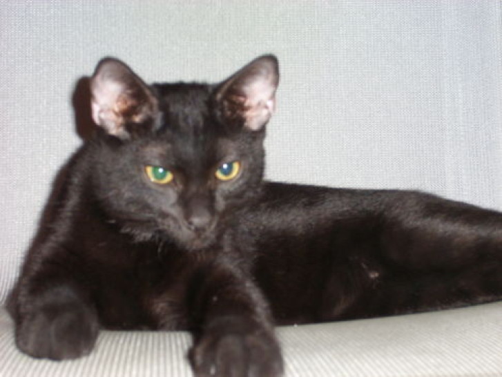 Picture of a cat / kitten / feline