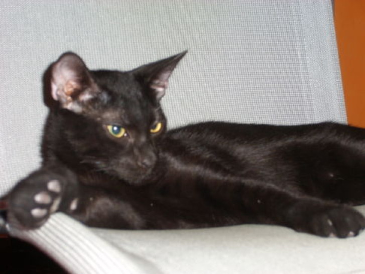 Picture of a cat / kitten / feline