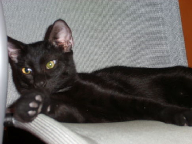 Picture of a cat / kitten / feline