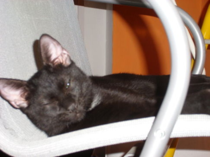 Picture of a cat / kitten / feline