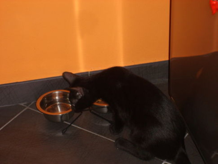 Picture of a cat / kitten / feline