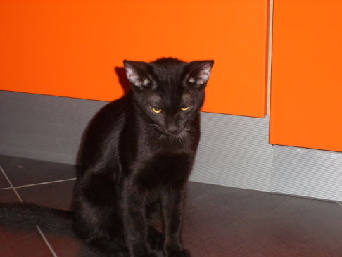 Picture of a cat / kitten / feline