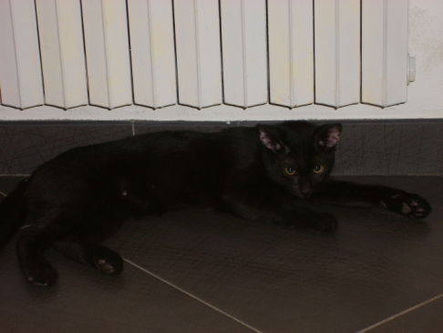 Picture of a cat / kitten / feline