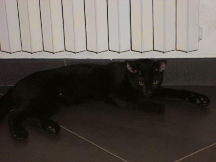 Picture of a cat / kitten / feline