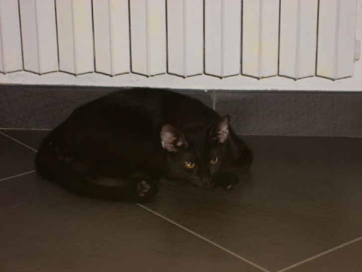 Picture of a cat / kitten / feline