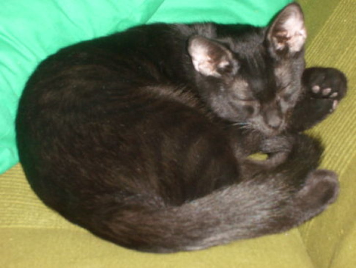 Picture of a cat / kitten / feline