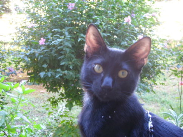 Picture of a cat / kitten / feline