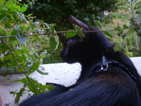 Picture of a cat / kitten / feline