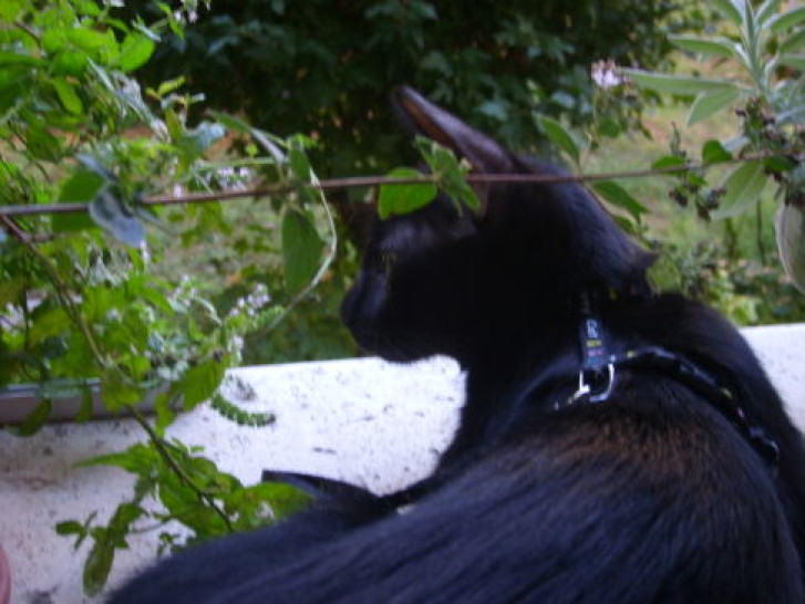 Picture of a cat / kitten / feline